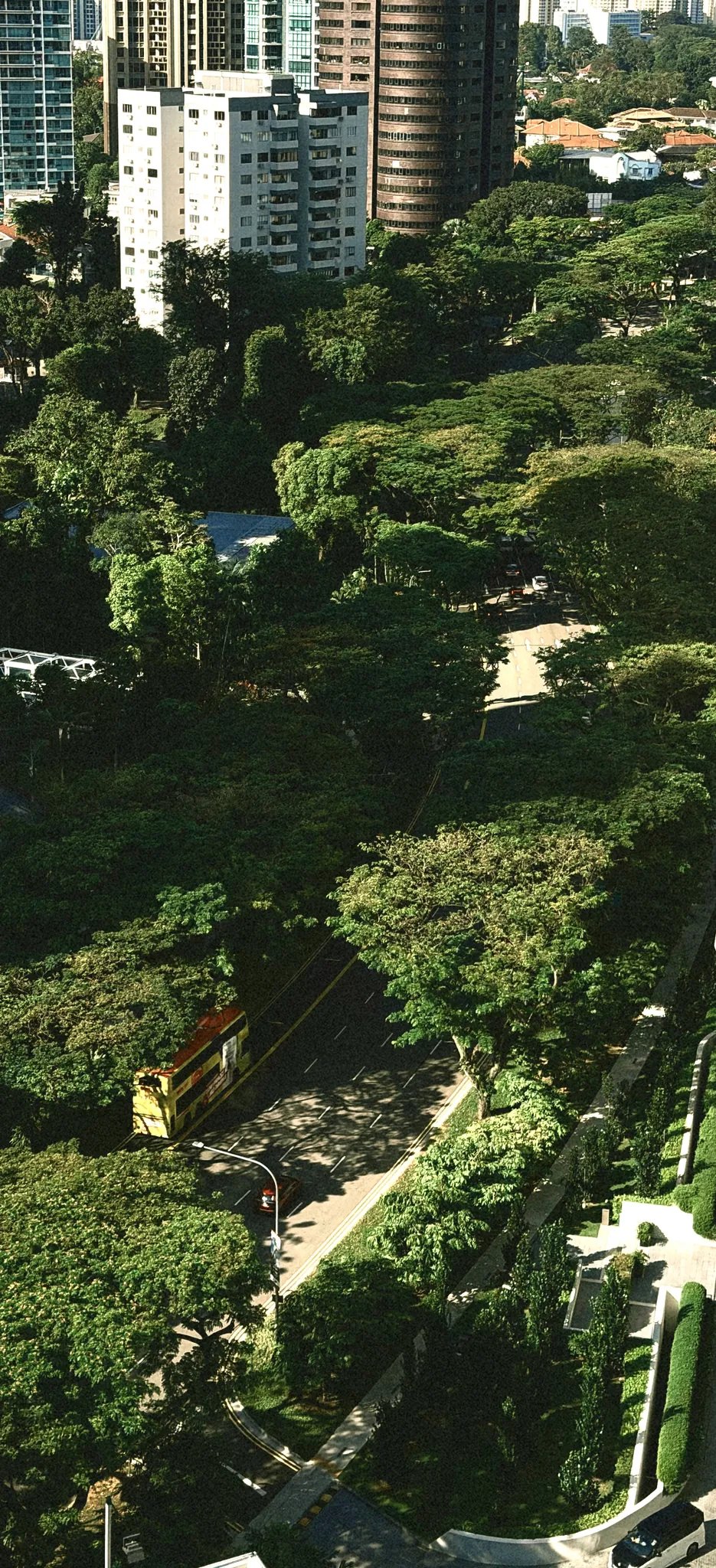 高楼俯瞰,黄色巴士穿行于热带林荫道